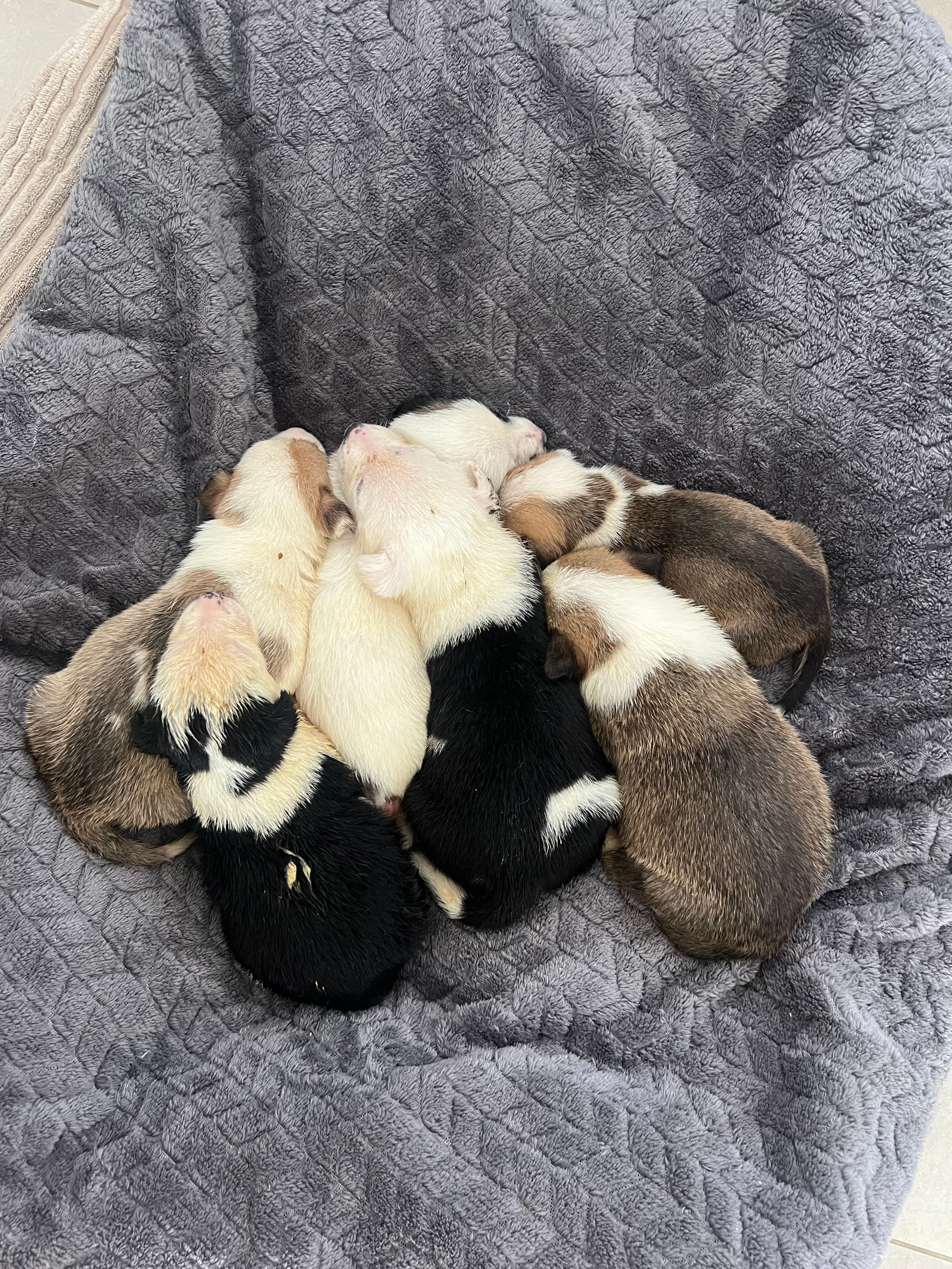 Island rescue