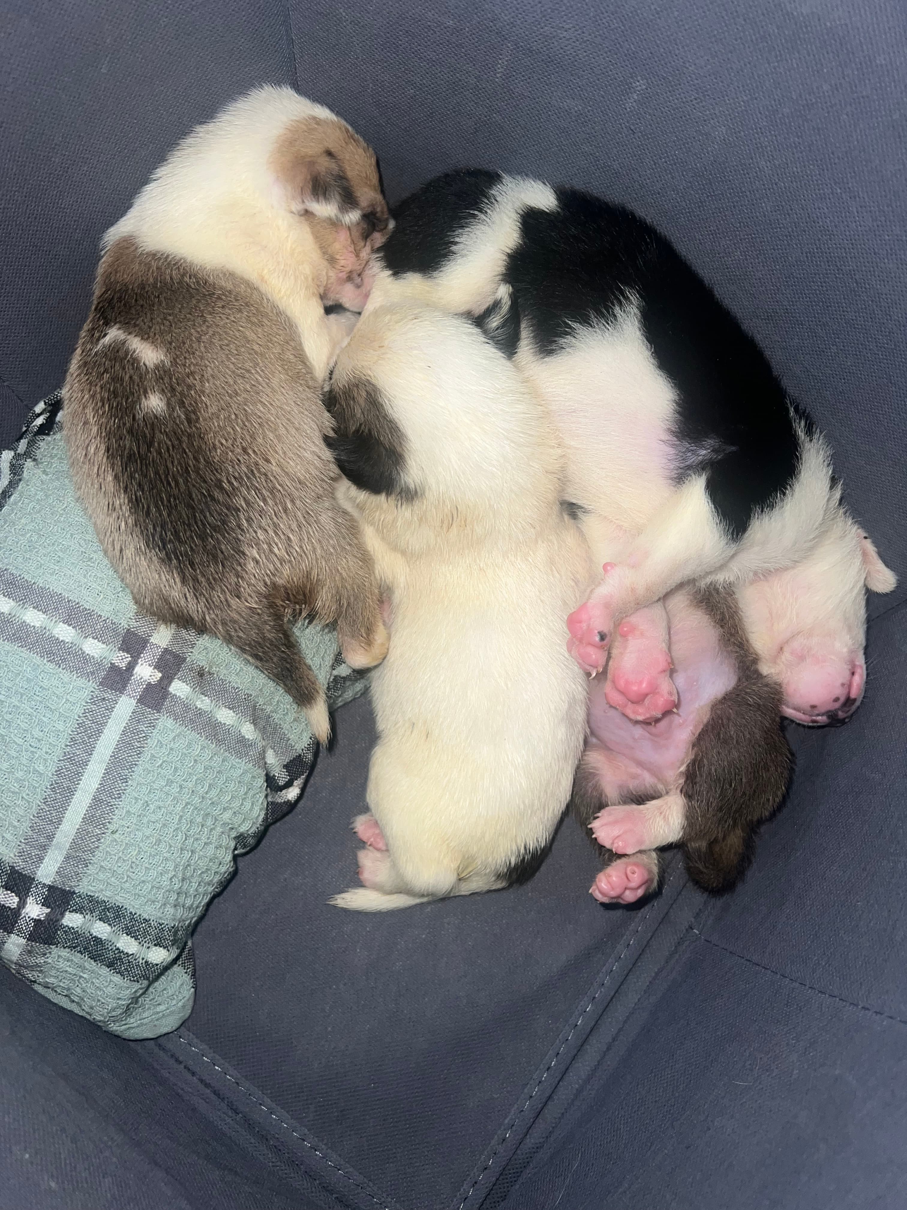 Island rescue