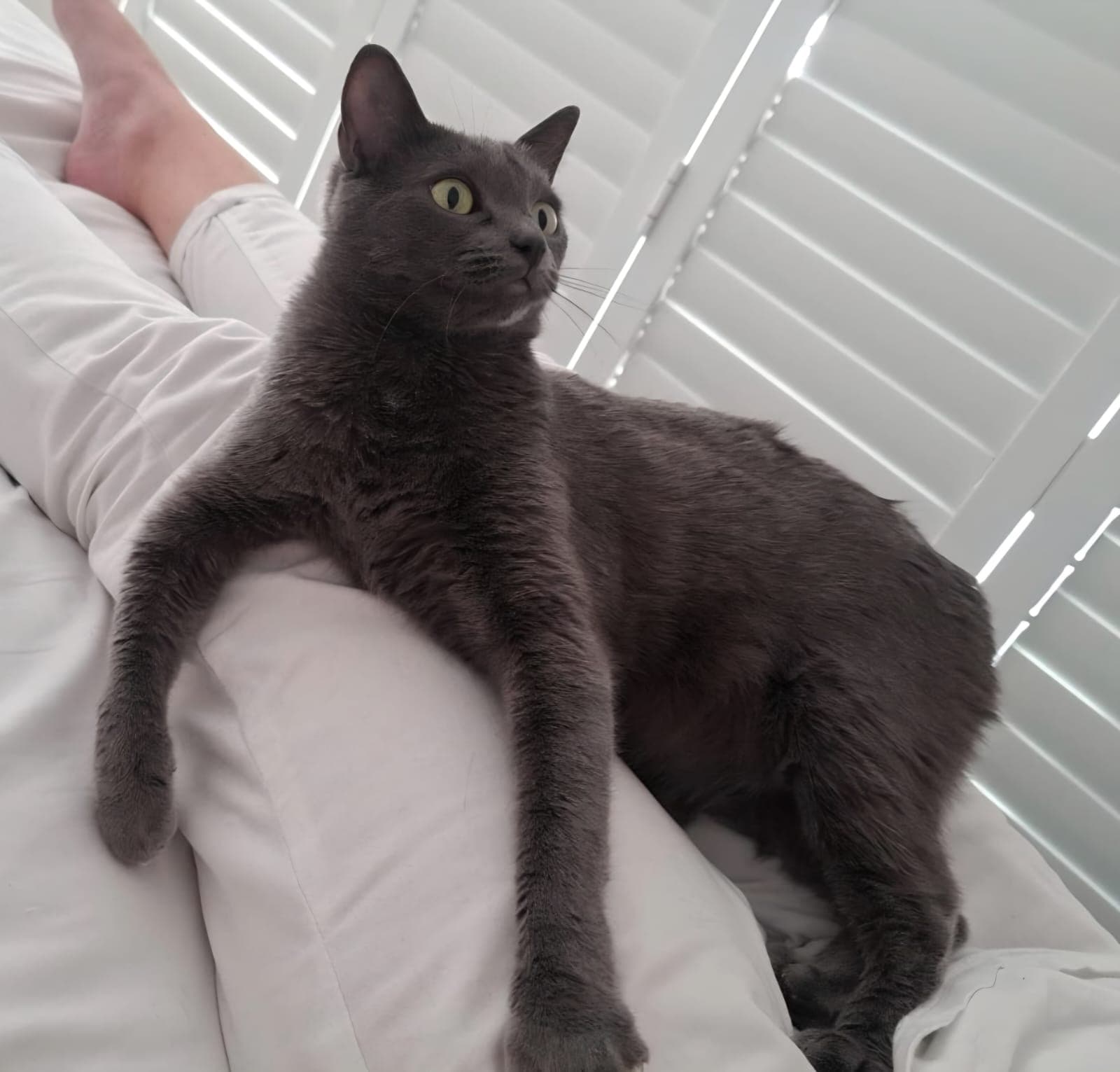 Gracie